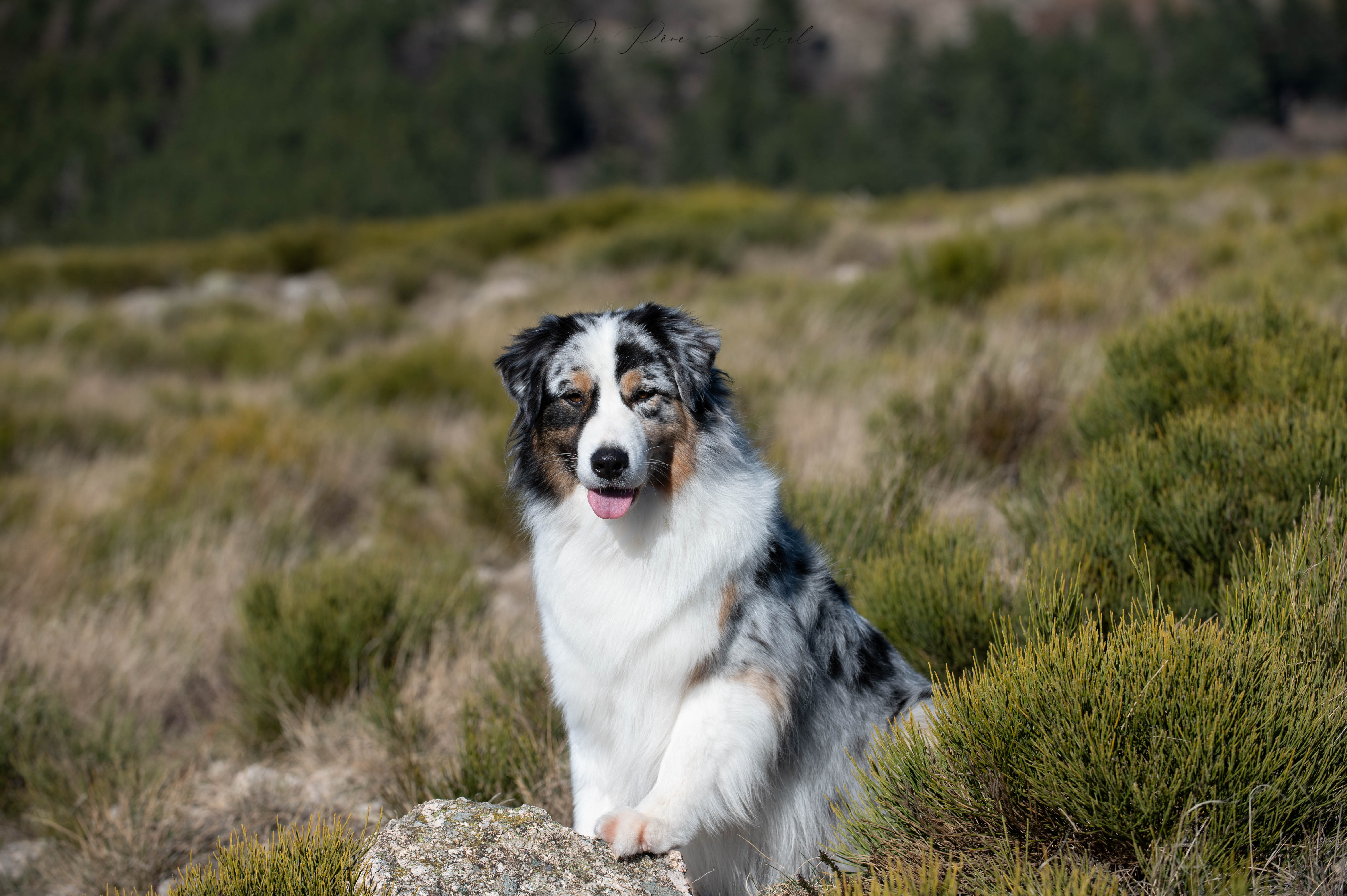 Kiara