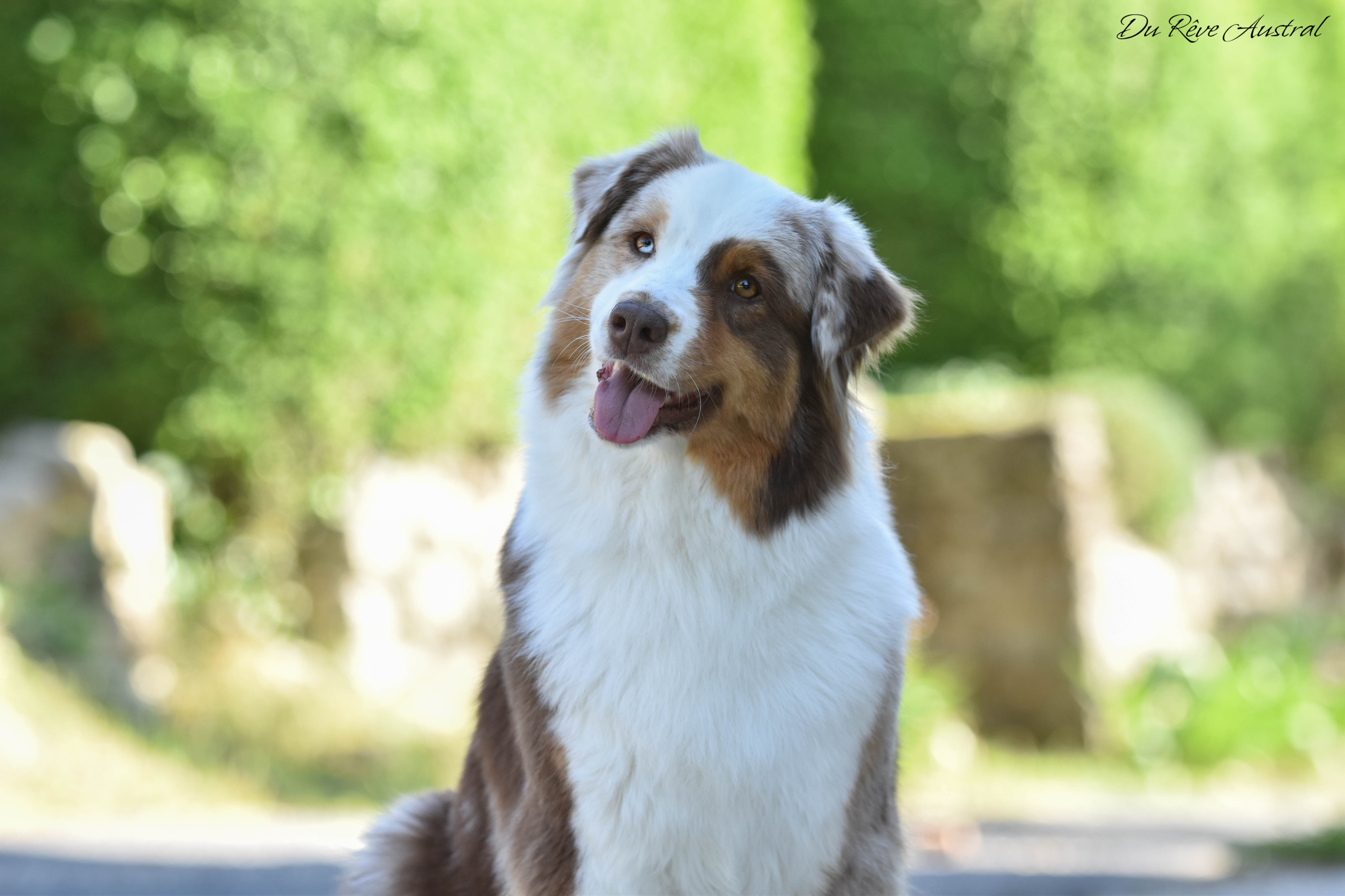  Belle