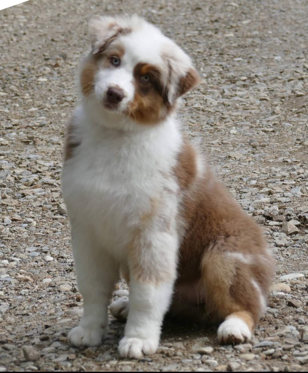  Belle