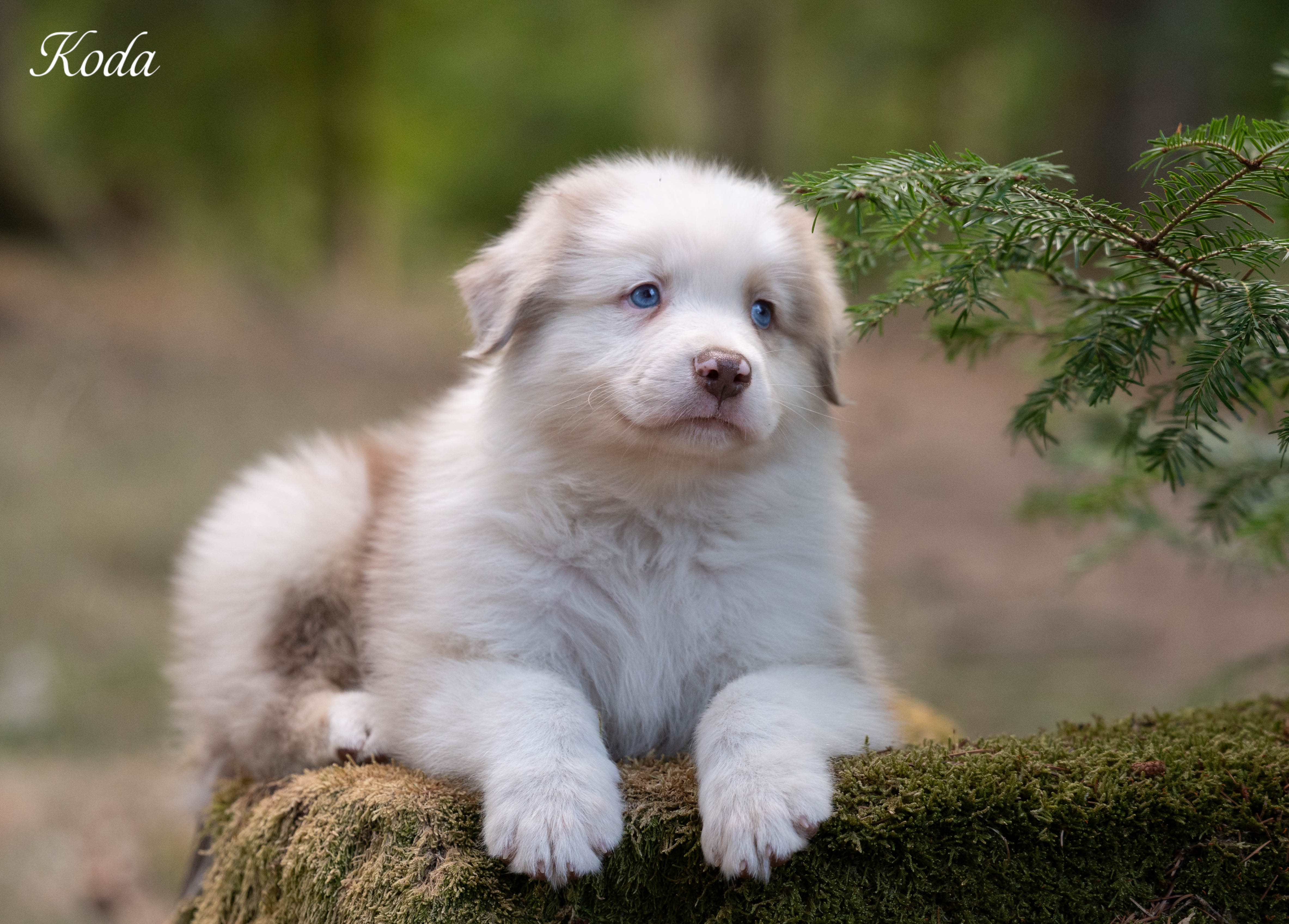 Koda
