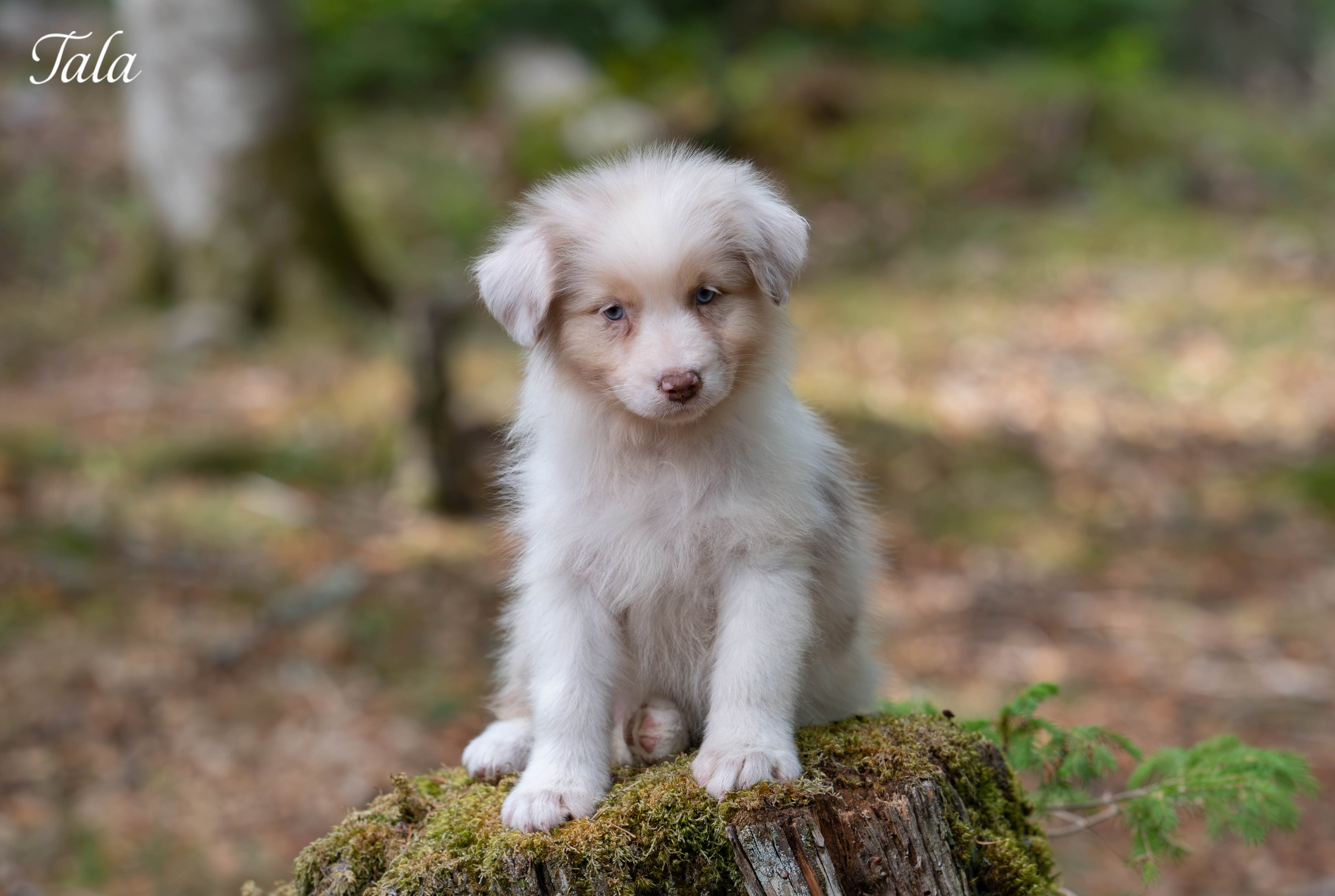 Tala