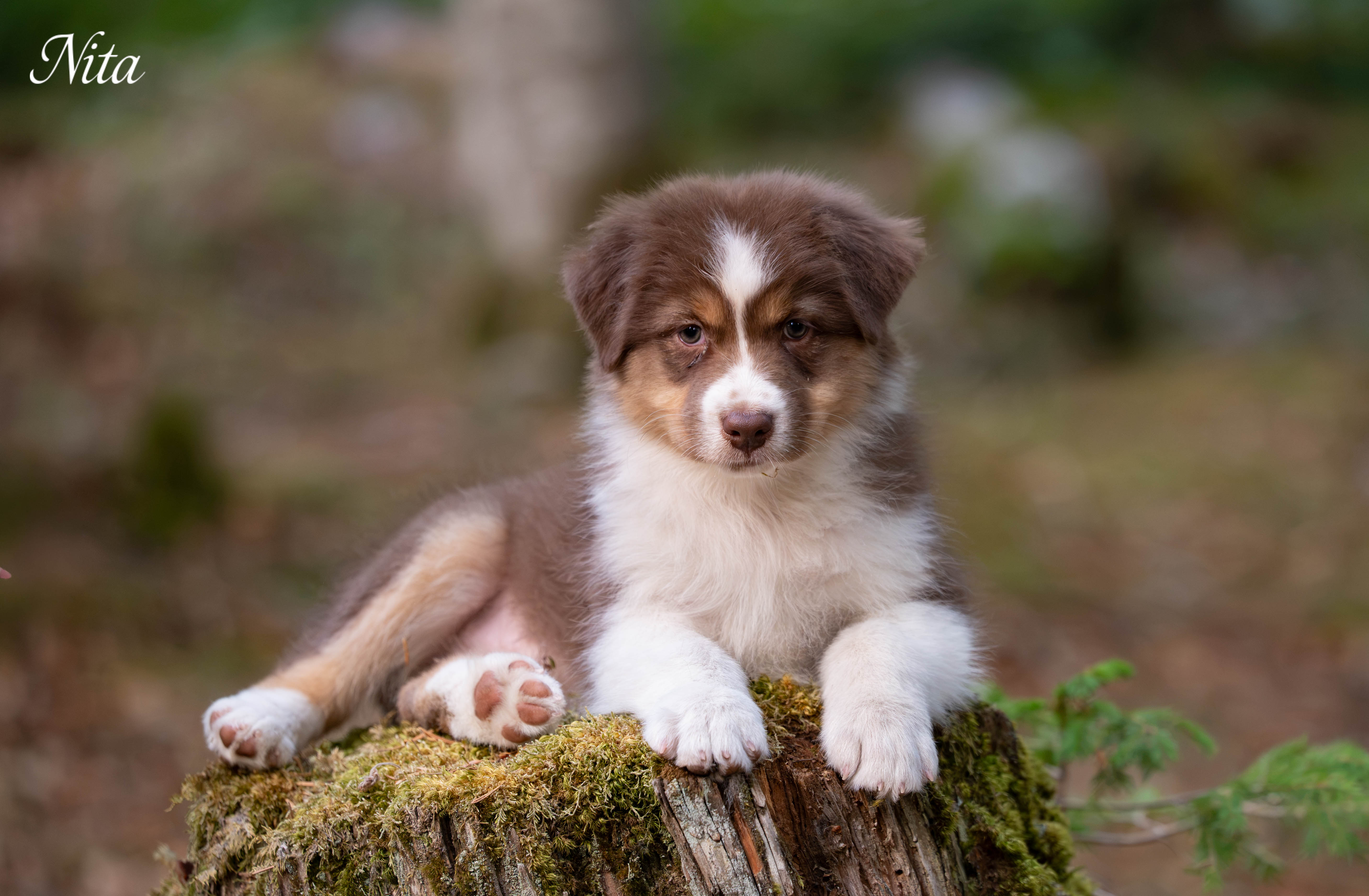 Nita